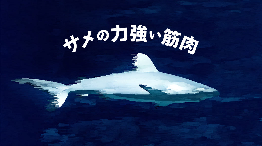 Air Dried Shark Meat Sticks